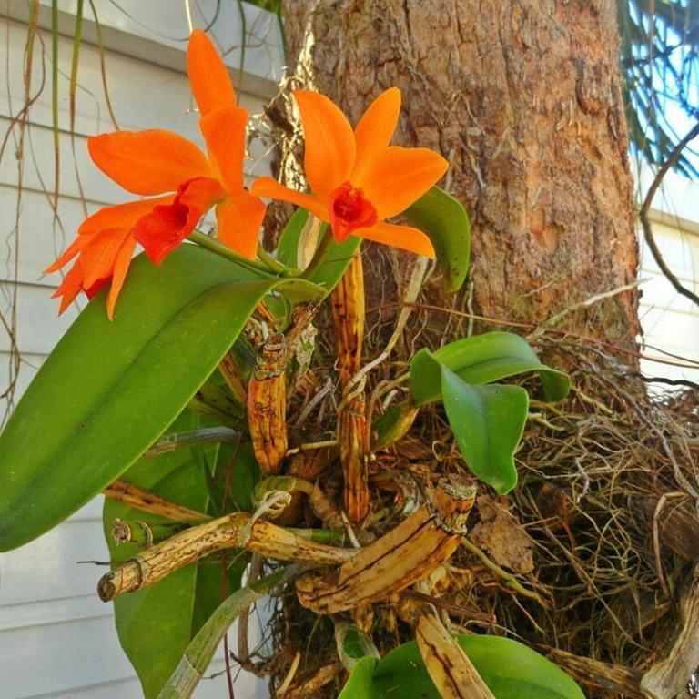 Pousada Orquideas グァルジャー エクステリア 写真